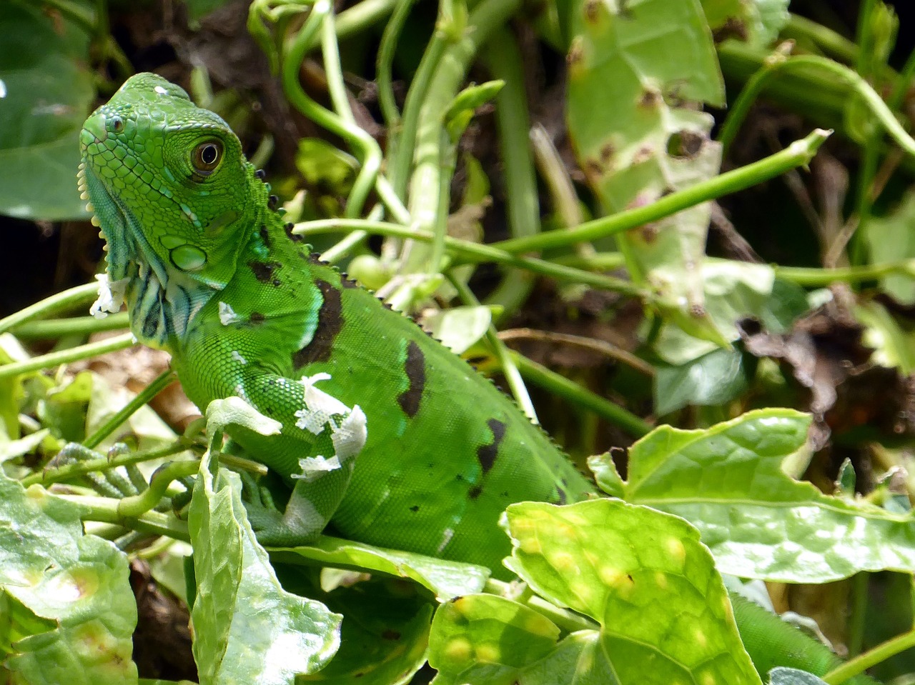 iguana young green free photo