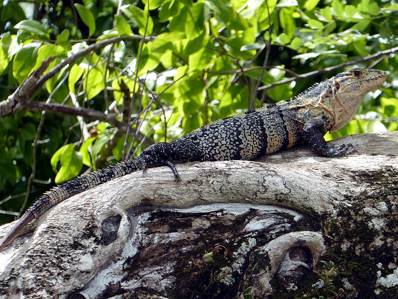 iguana reptile yellow free photo