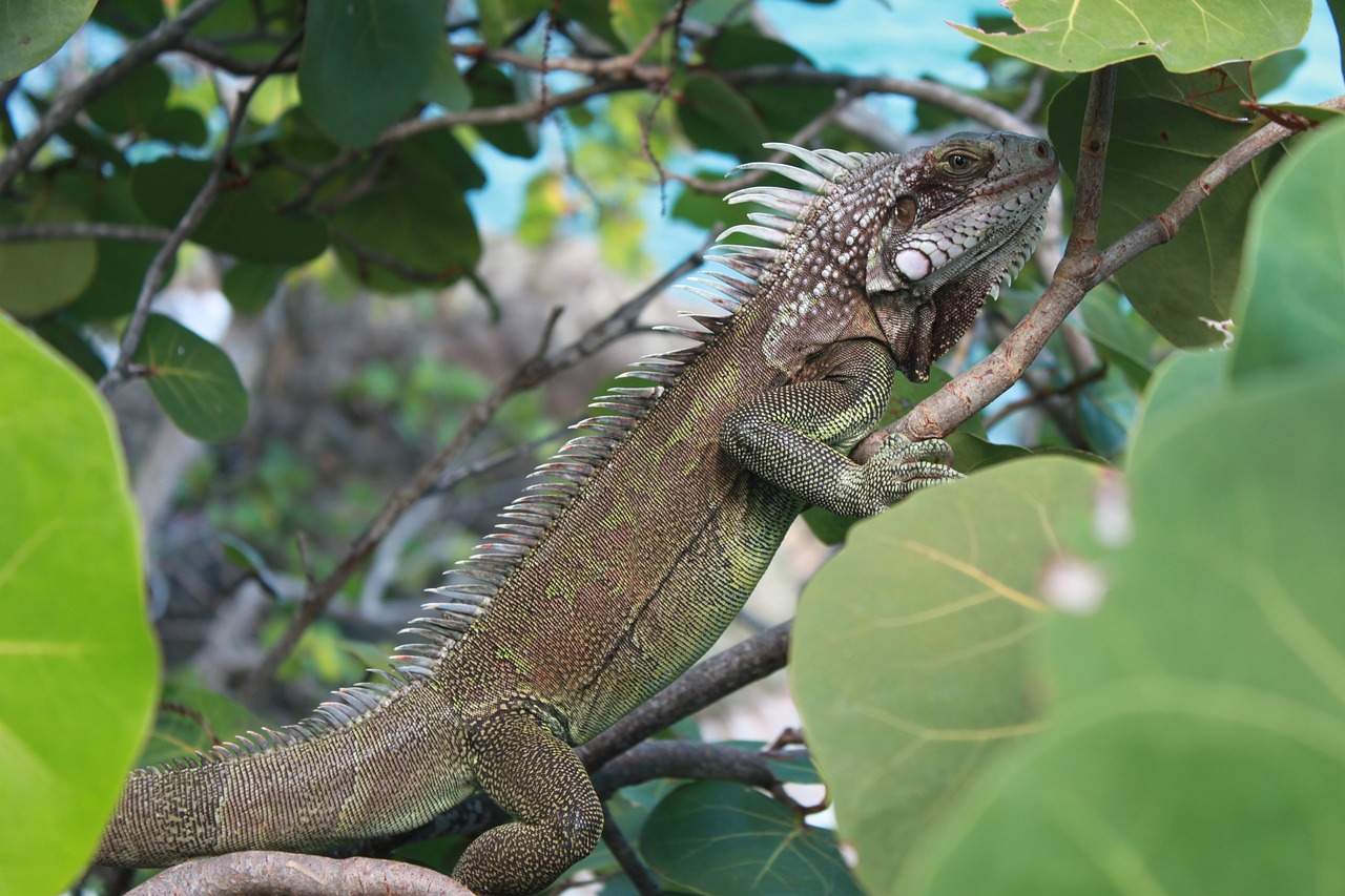 iguana caribbean nature free photo