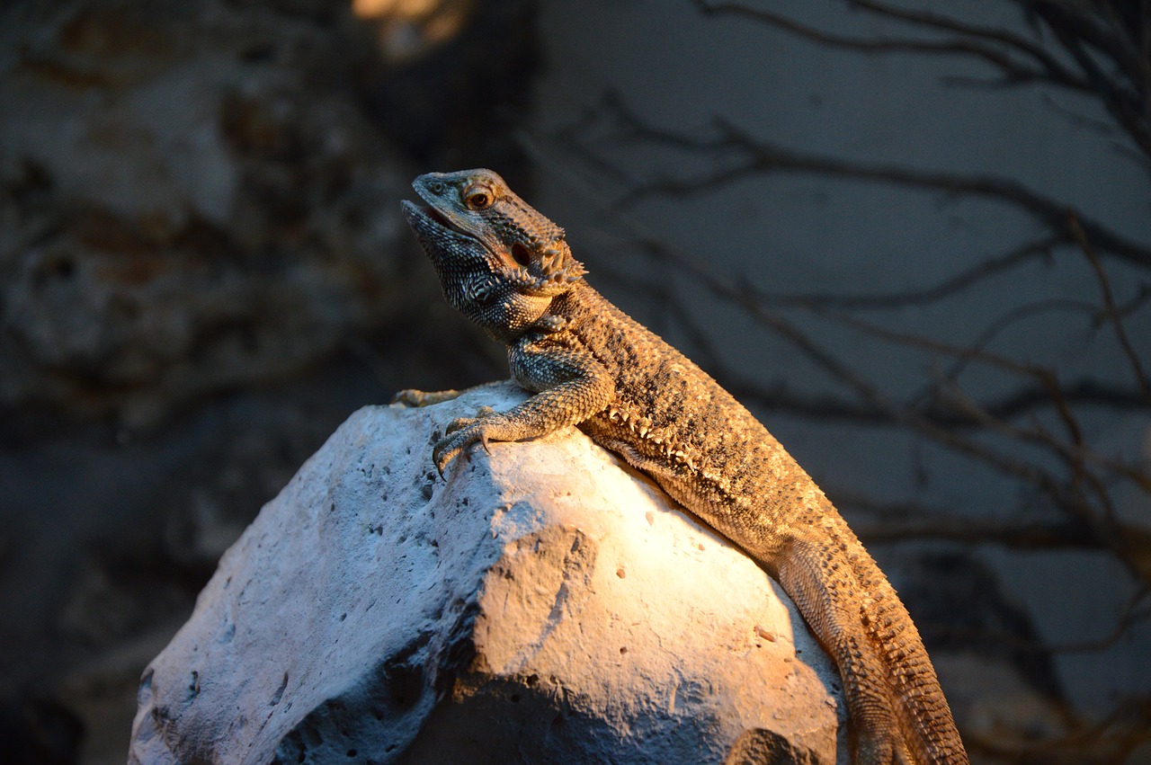 iguana calm nature free photo