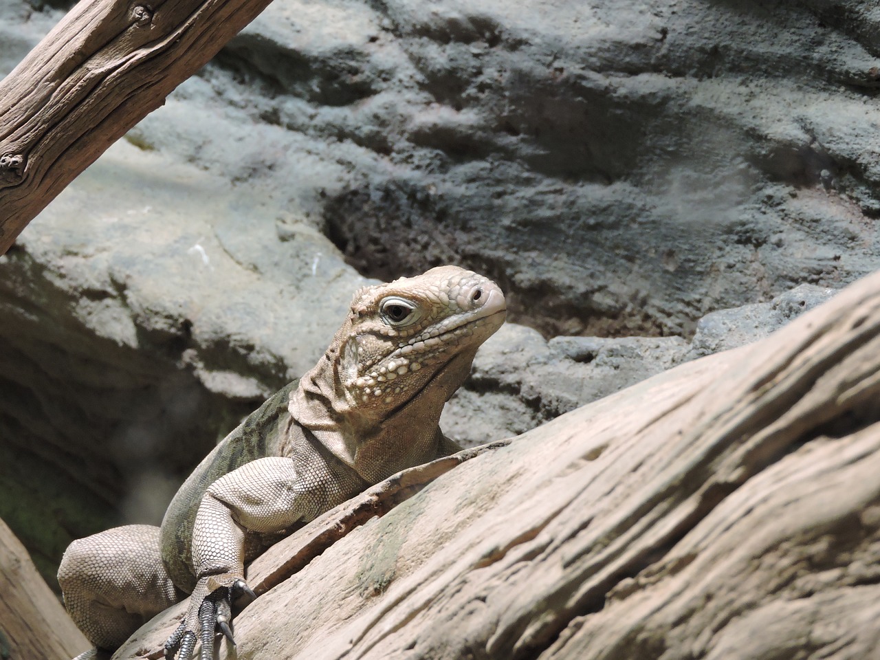 iguana lizard reptile free photo