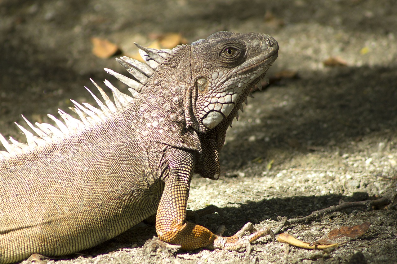 iguana animal exotico free photo