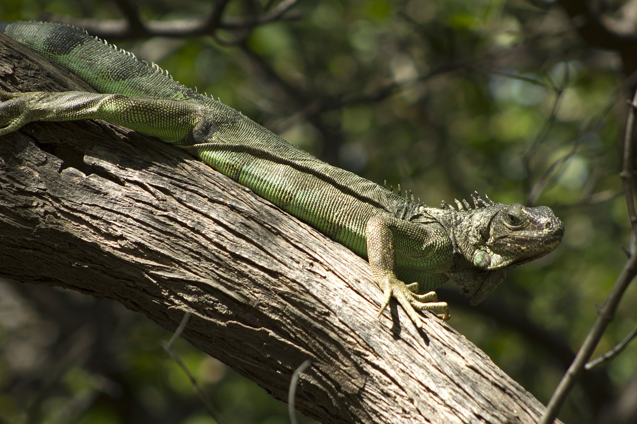 iguana colombia nature free photo