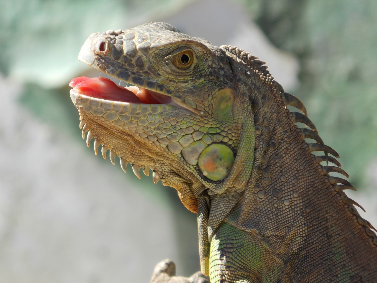 iguana reptile animals free photo