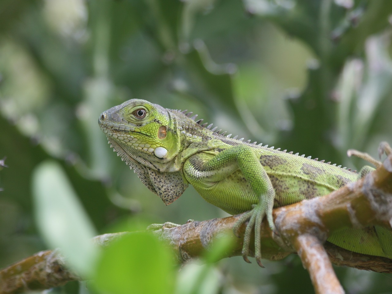 iguana reptile bonaire free photo