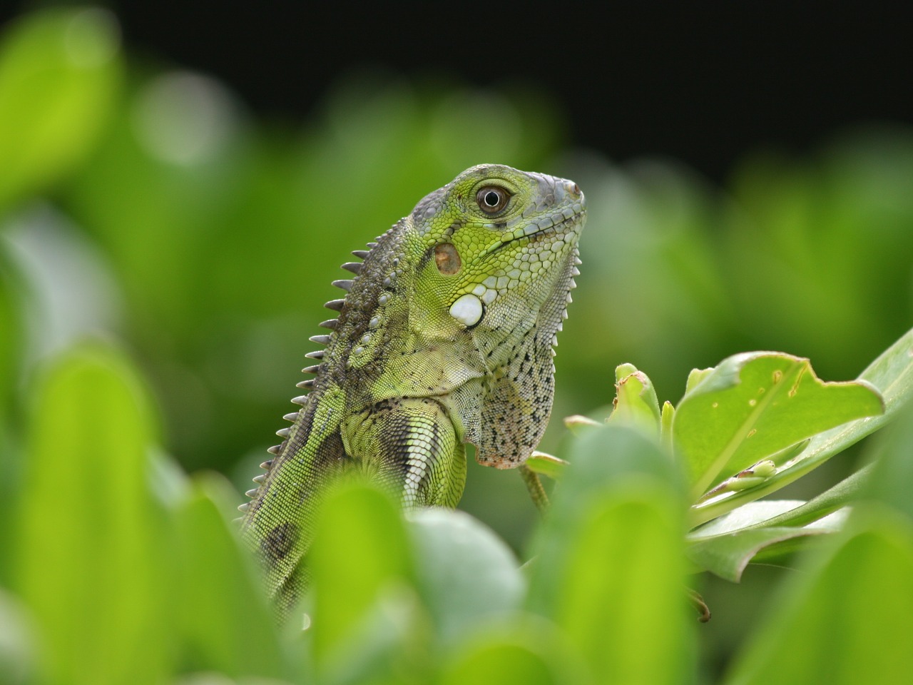 iguana reptile bonaire free photo