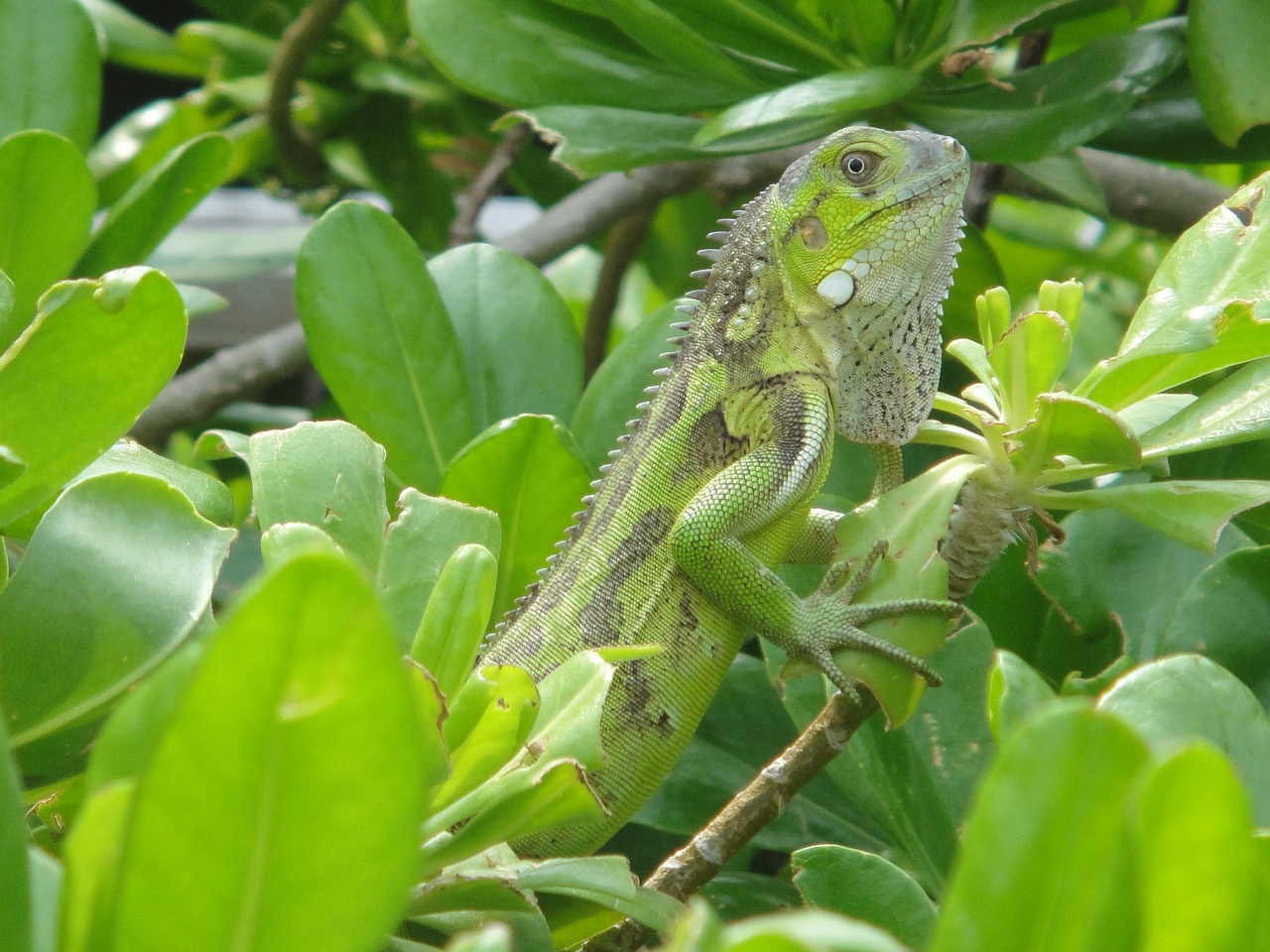 iguana reptile bonaire free photo