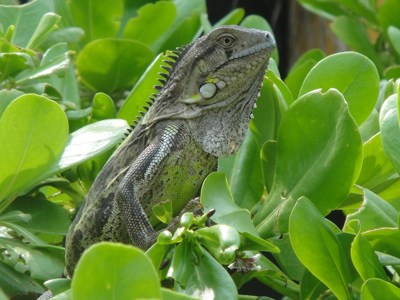 iguana reptile bonaire free photo