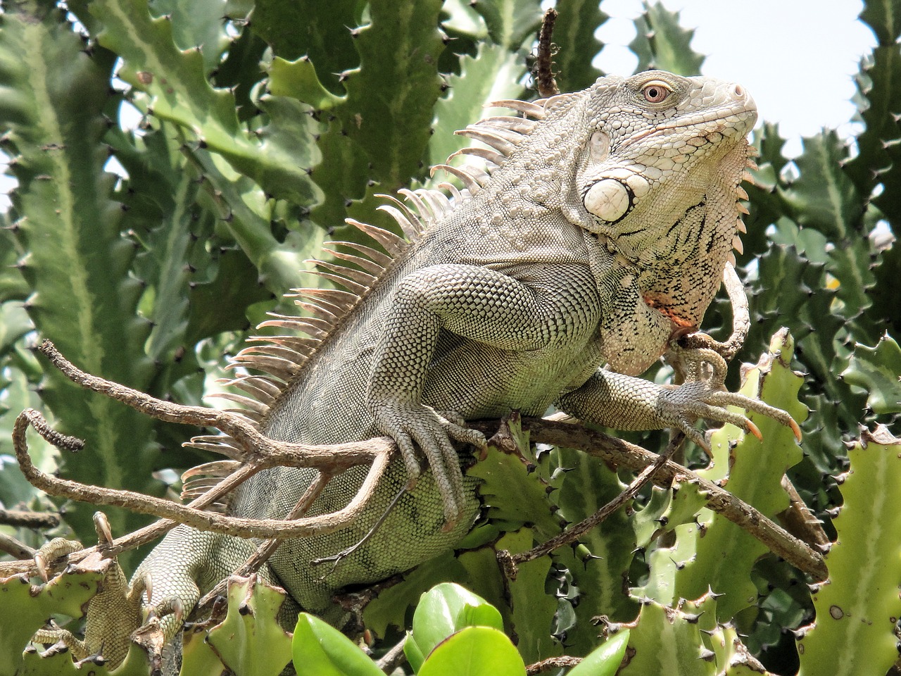 iguana reptile bonaire free photo