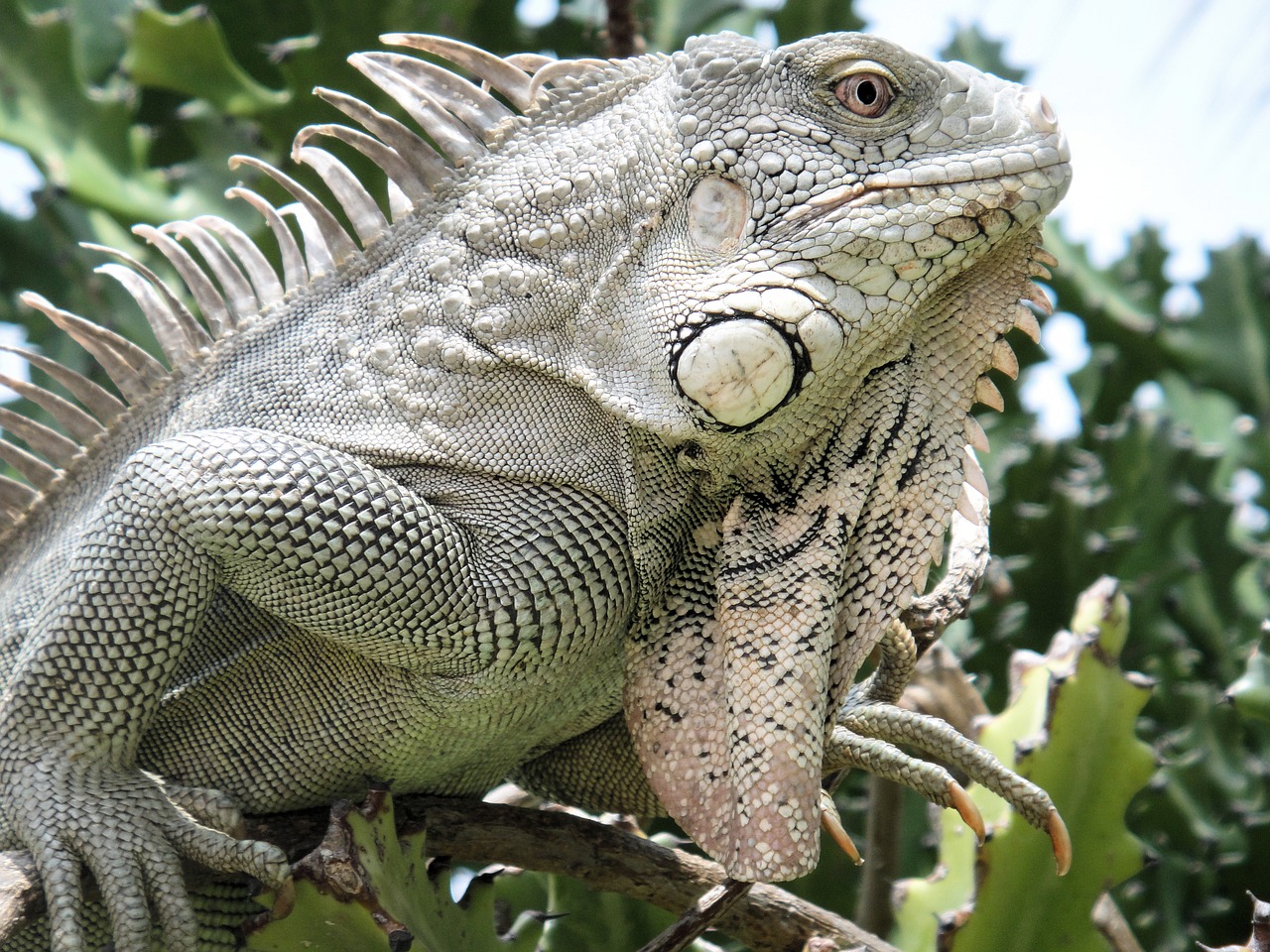 iguana reptile bonaire free photo