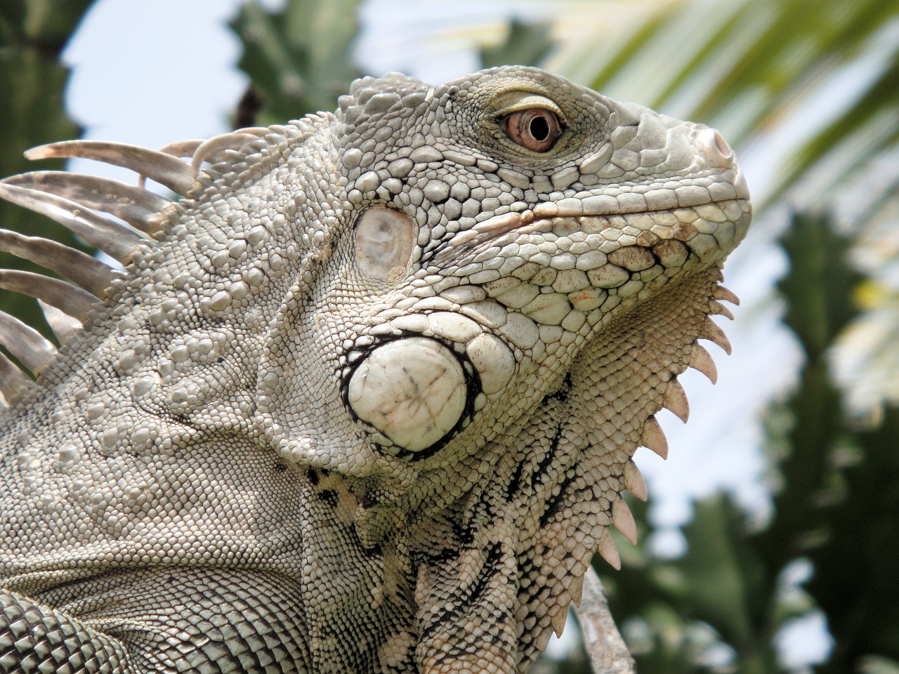 iguana reptile bonaire free photo