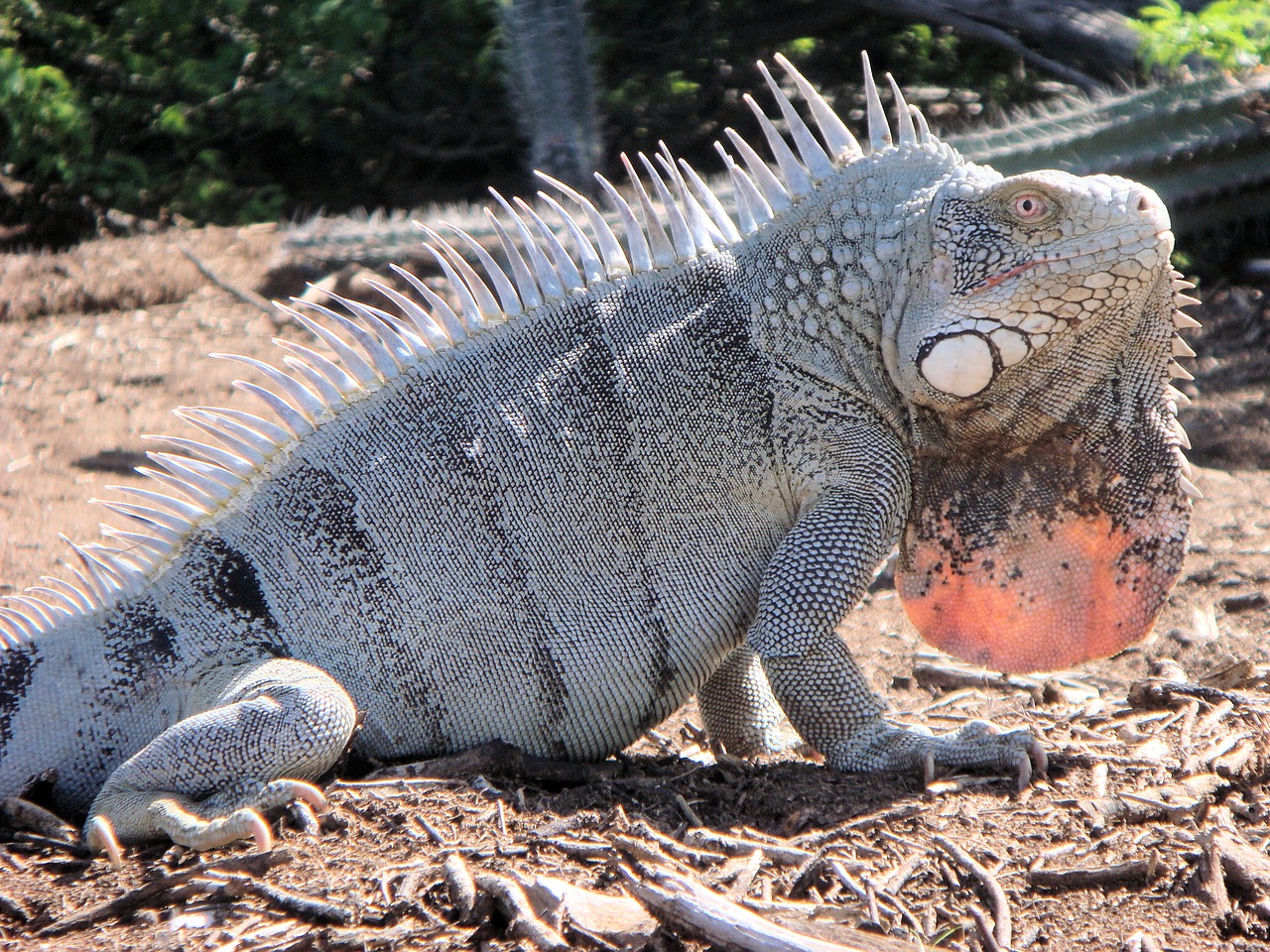 iguana reptile bonaire free photo