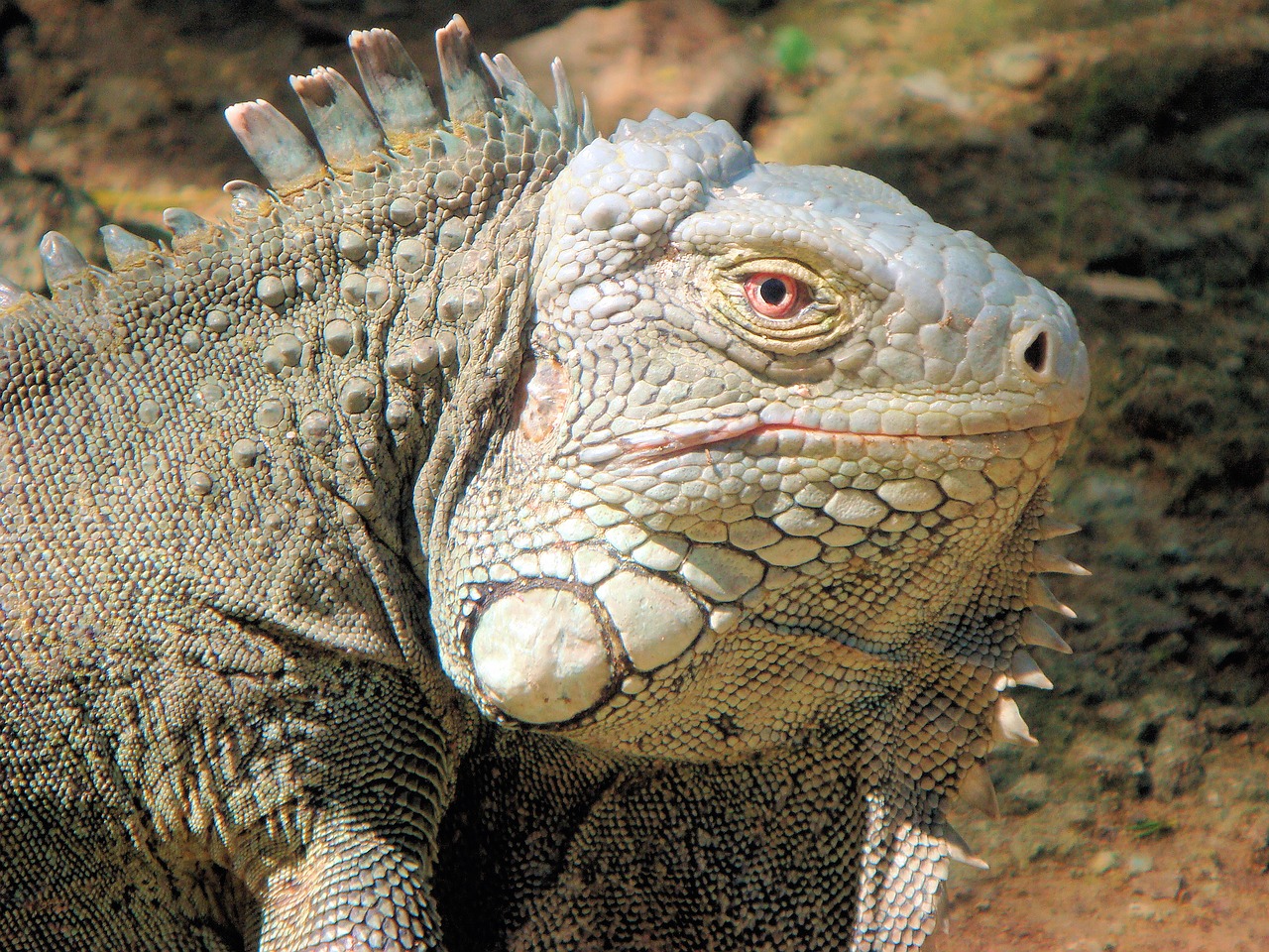 iguana reptile bonaire free photo