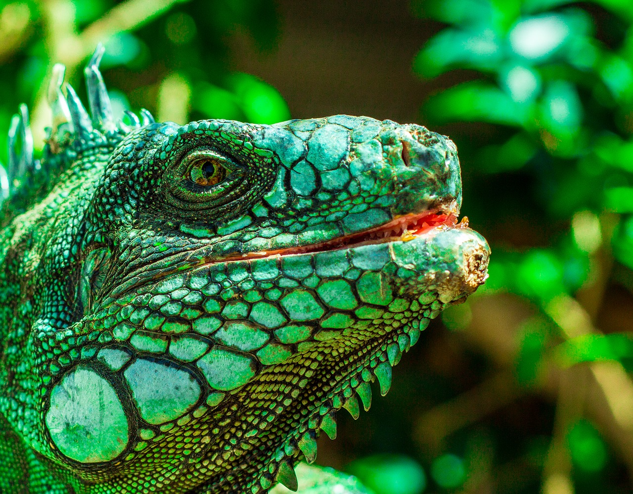 iguana eyes nature free photo