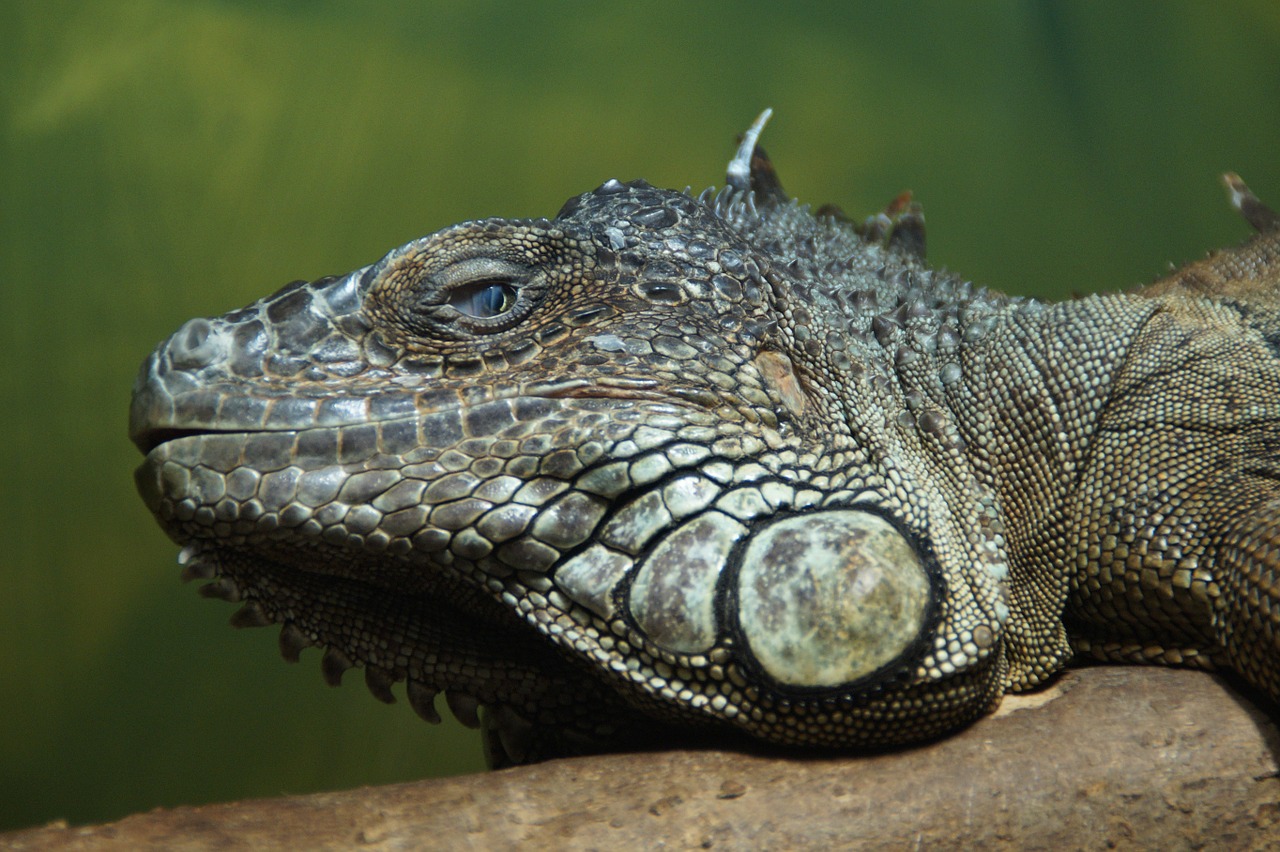 iguana dragon zoo free photo