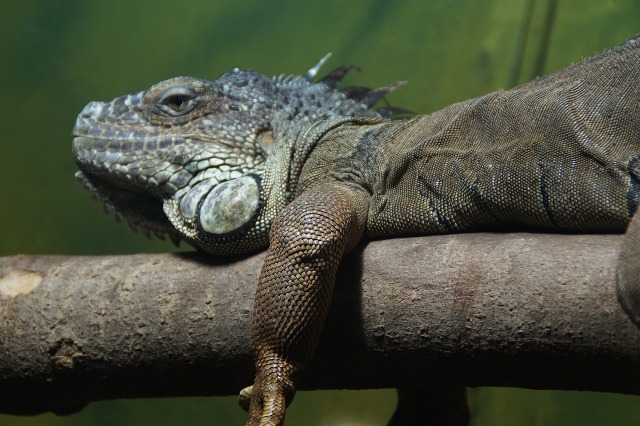 iguana dragon reptile free photo