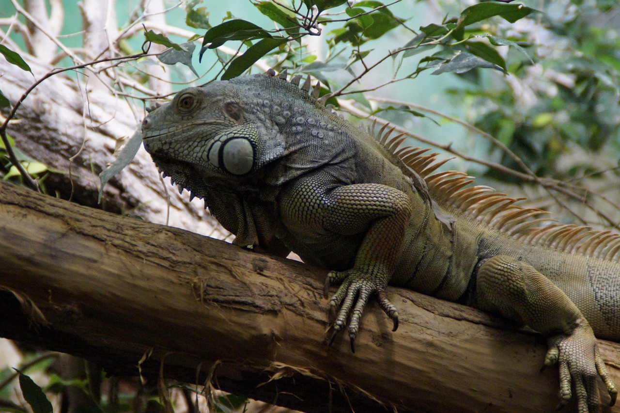 iguana reptile lizard free photo