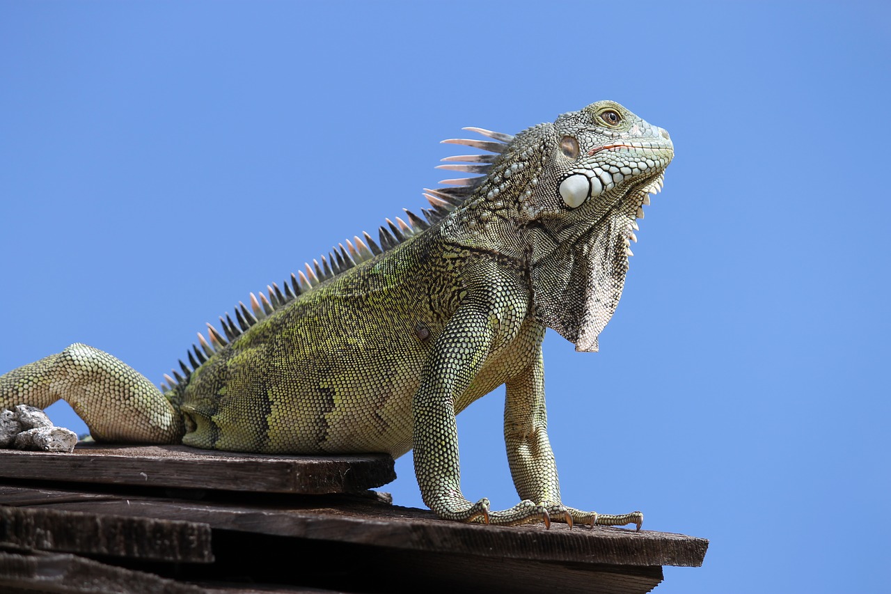 iguana animal reptile free photo