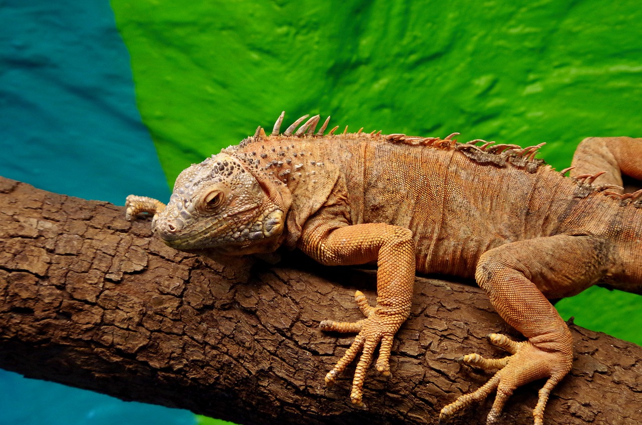 iguana reptile lizard free photo