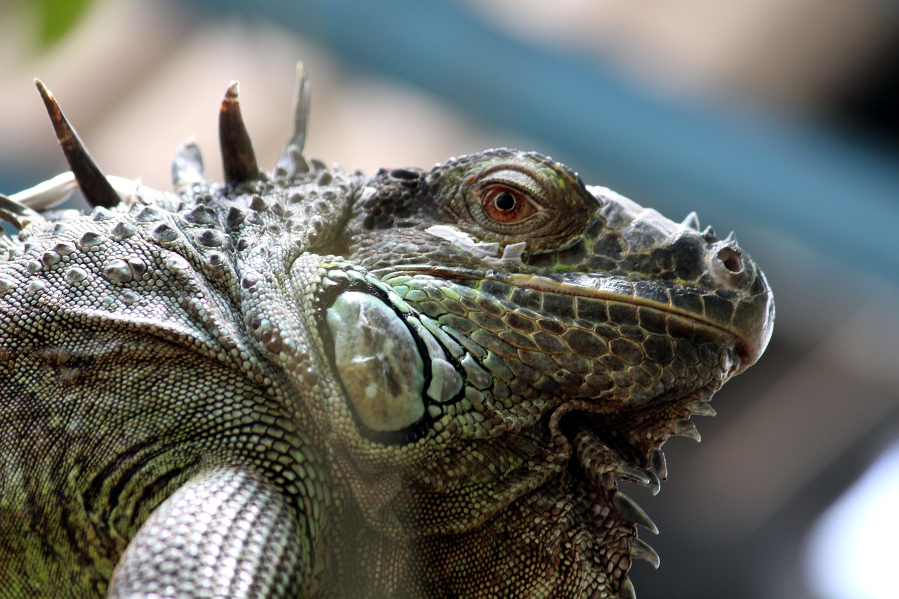 iguana watch lizard free photo