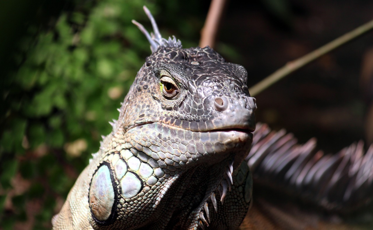 iguana watch lizard free photo