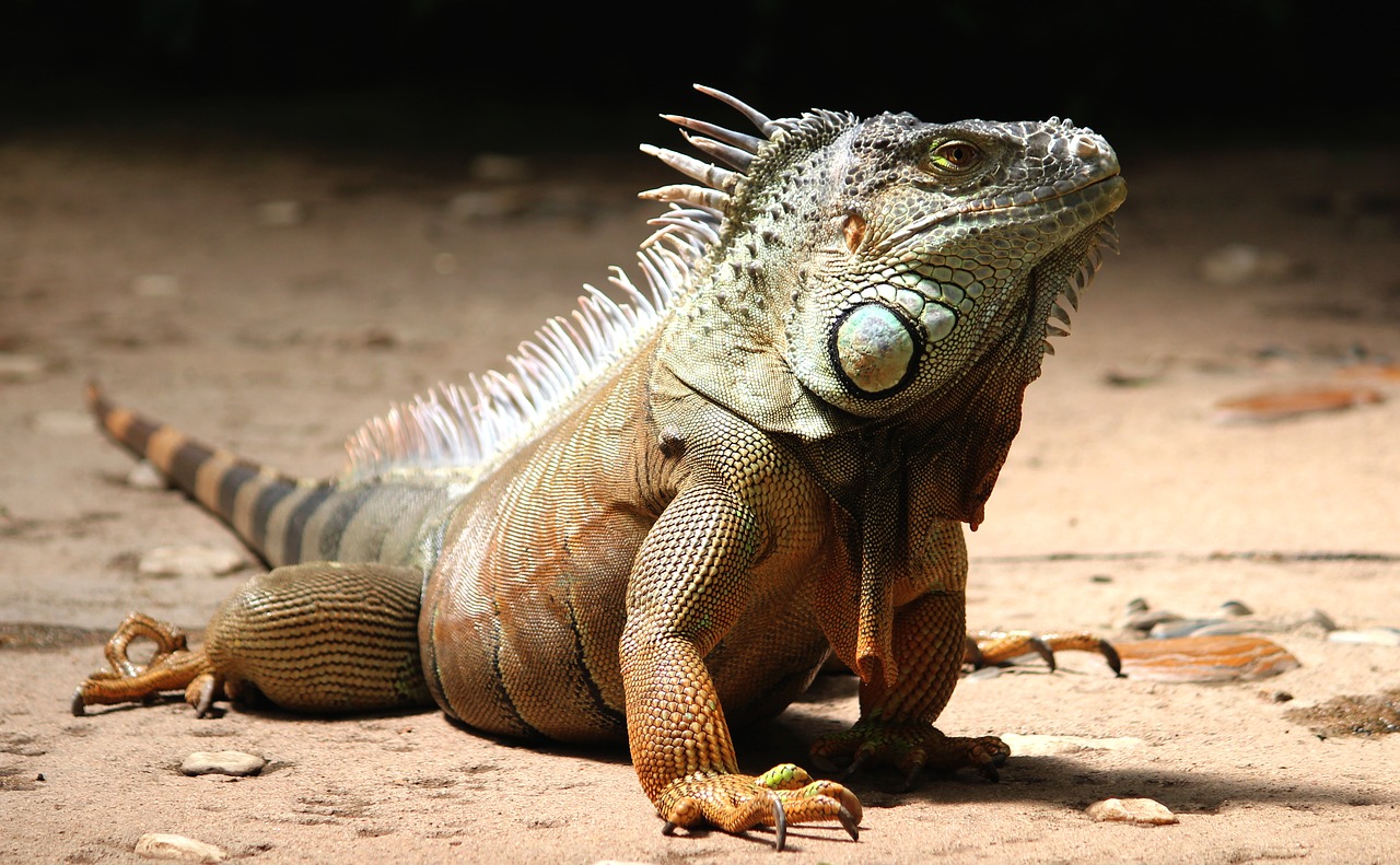 iguana watch lizard free photo