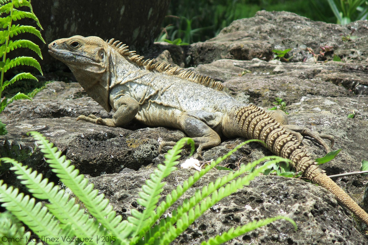 iguana reptile animal free photo