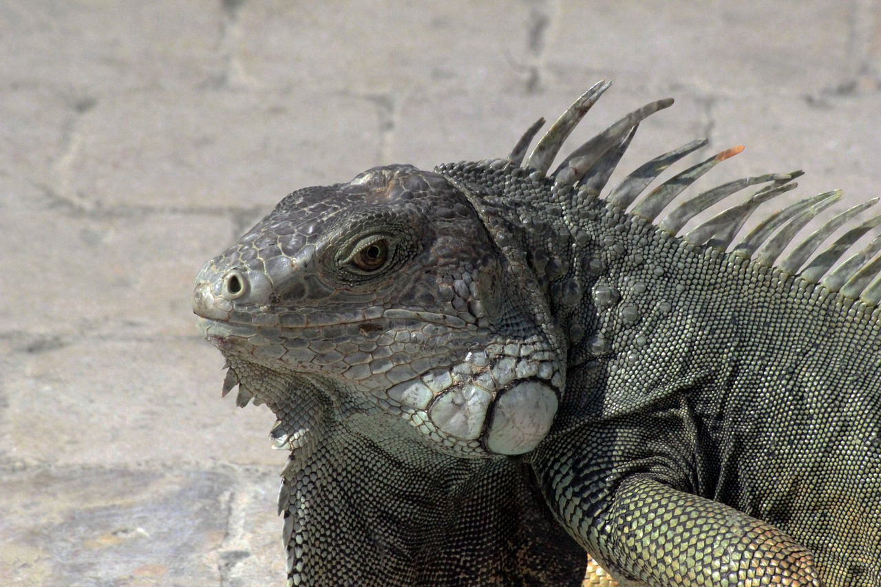 iguana nature animal free photo