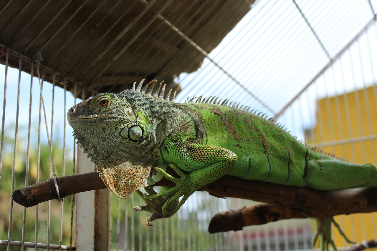 iguana animal reptiles free photo