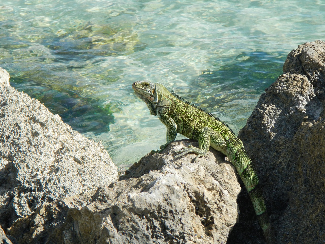 iguana guadeloupe tropical free photo