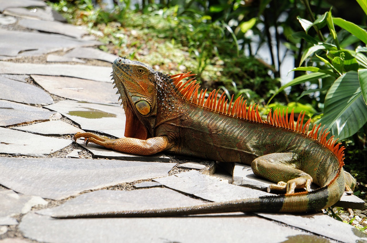 iguana colorful sun free photo