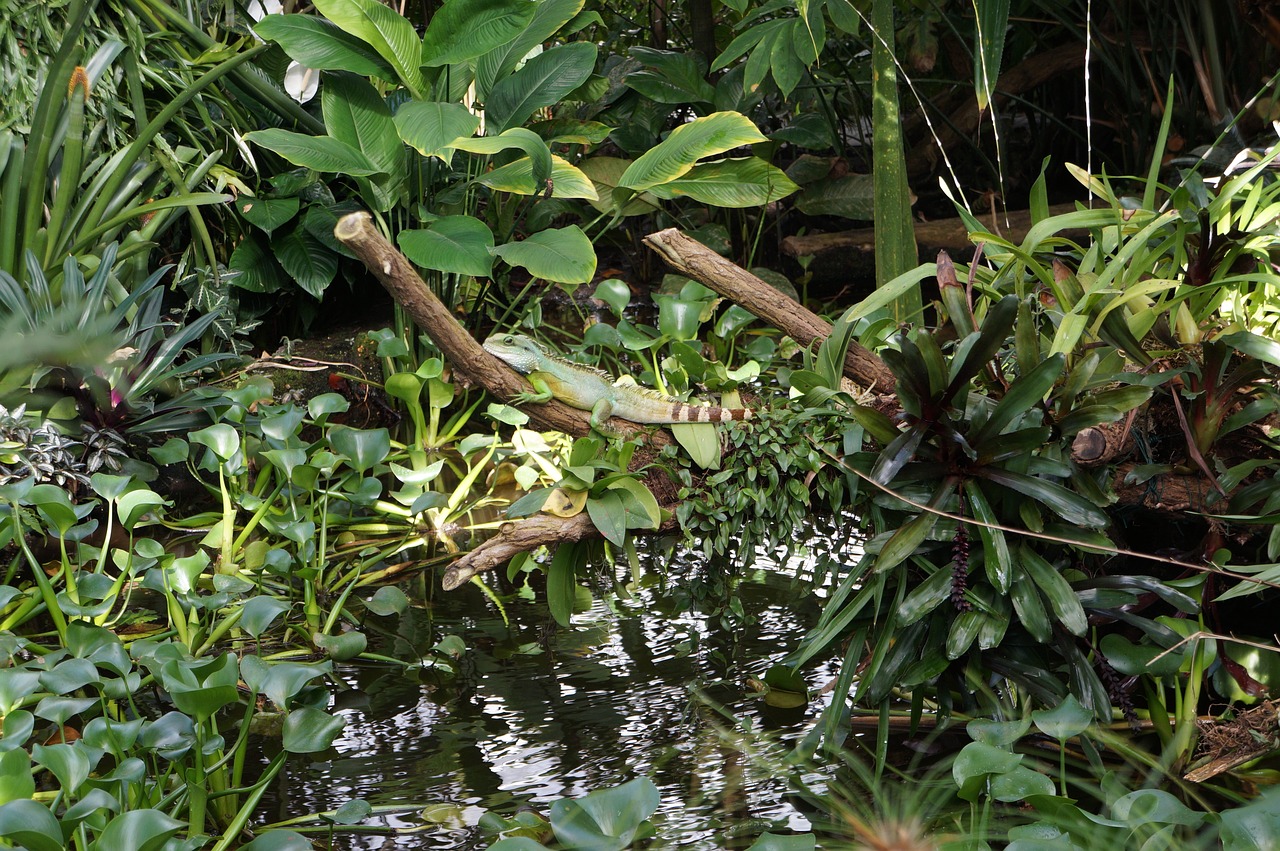 iguana animal reptile free photo