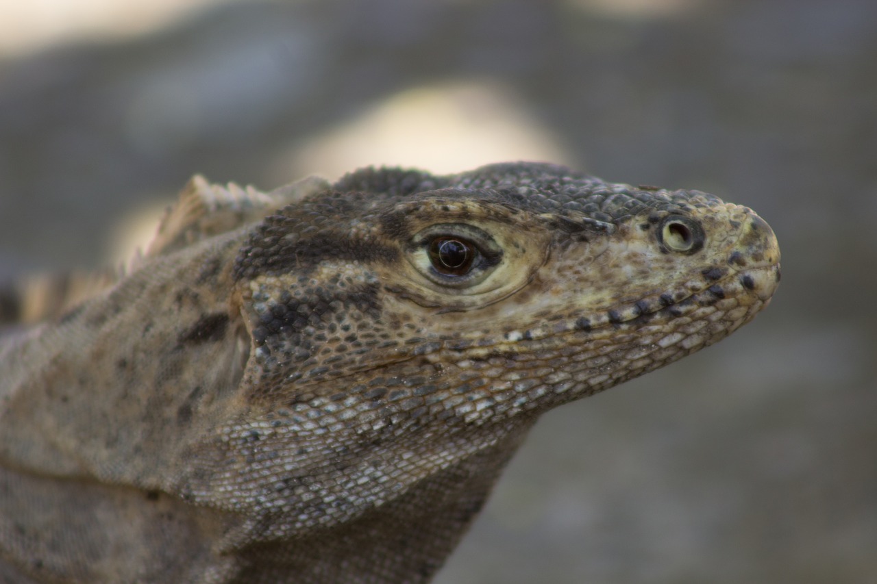 iguana lizard wildlife free photo