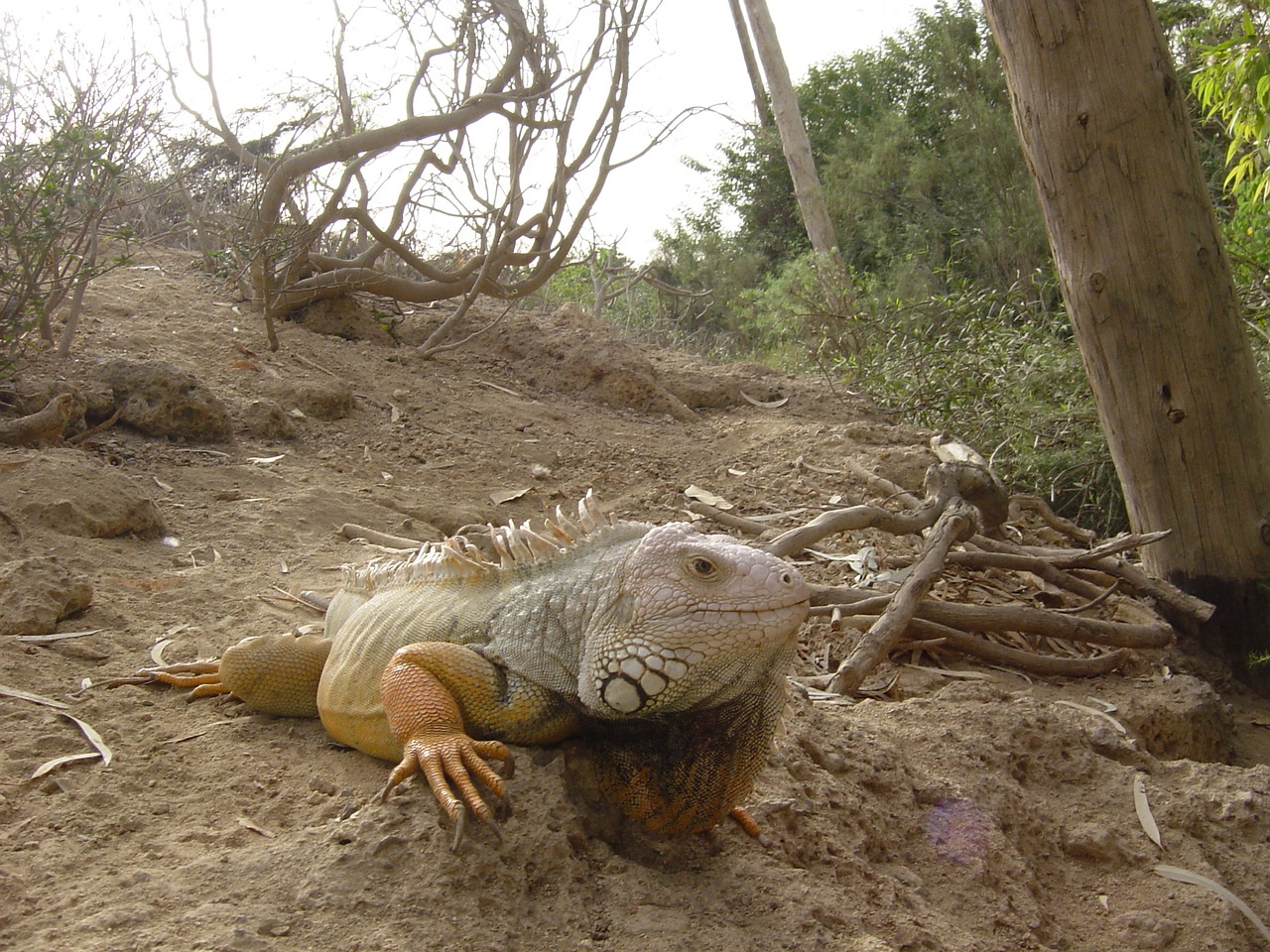 iguana lizard creeping things free photo