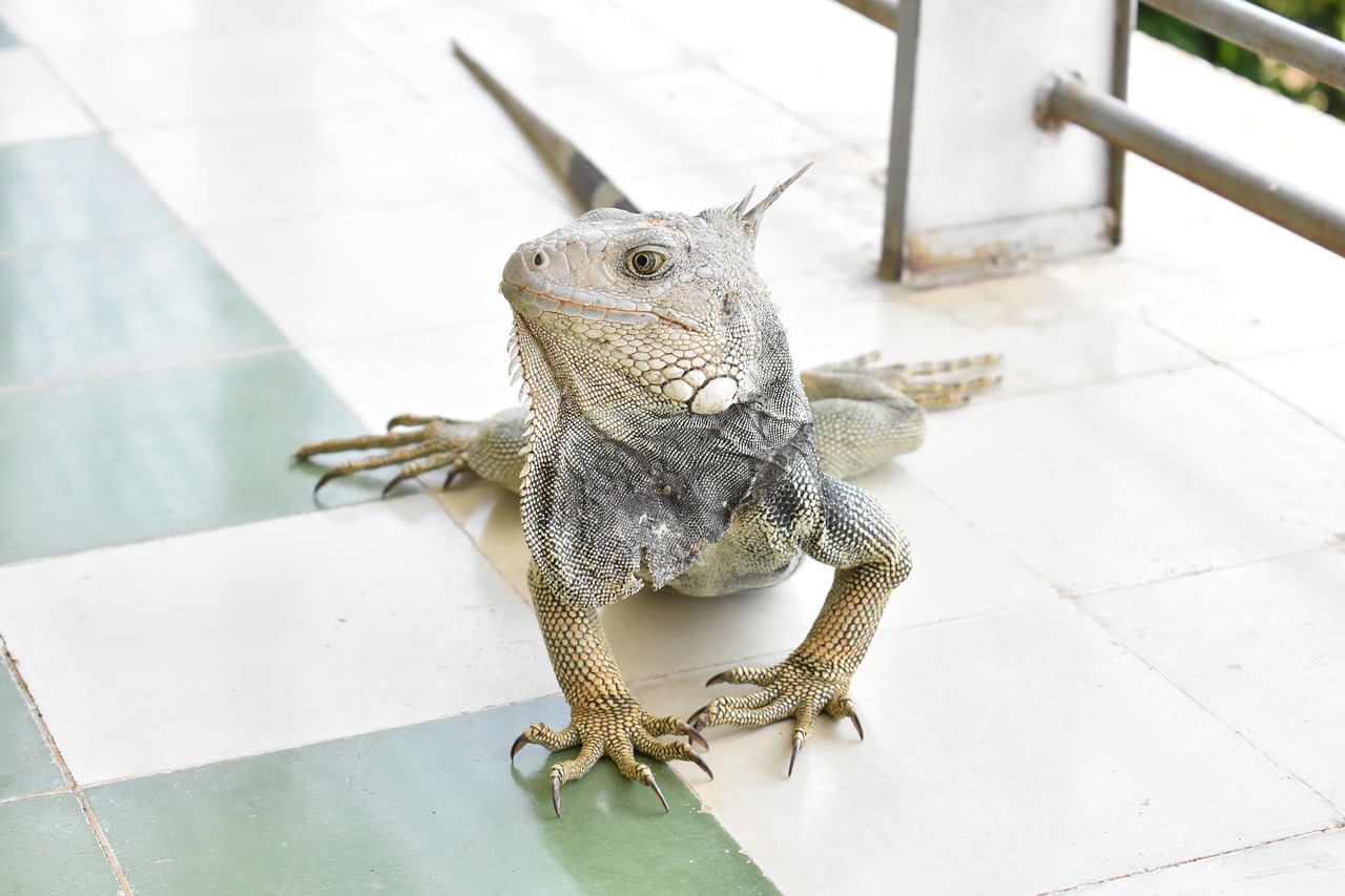 iguana fauna colombia free photo