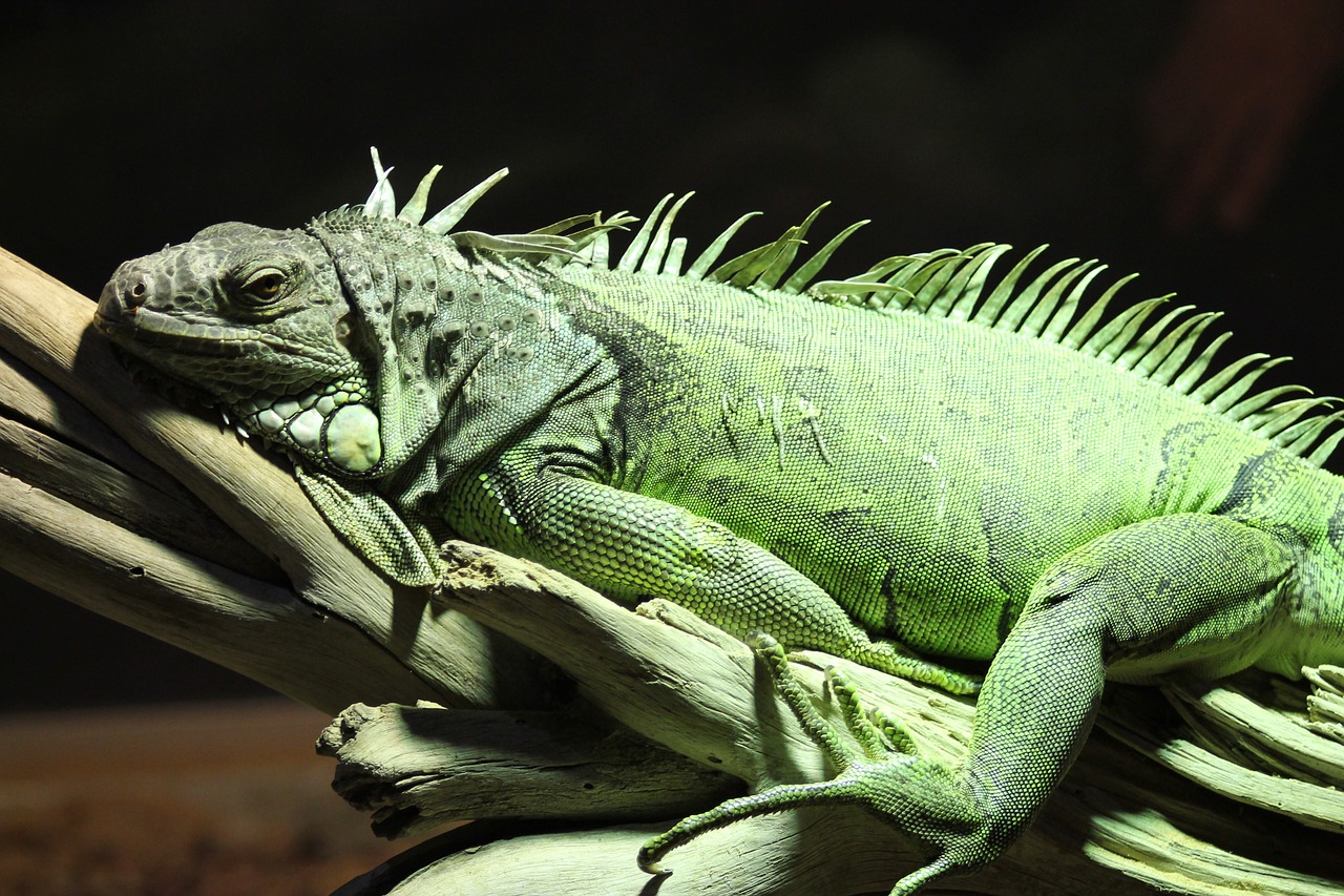 iguana reptile lizard free photo