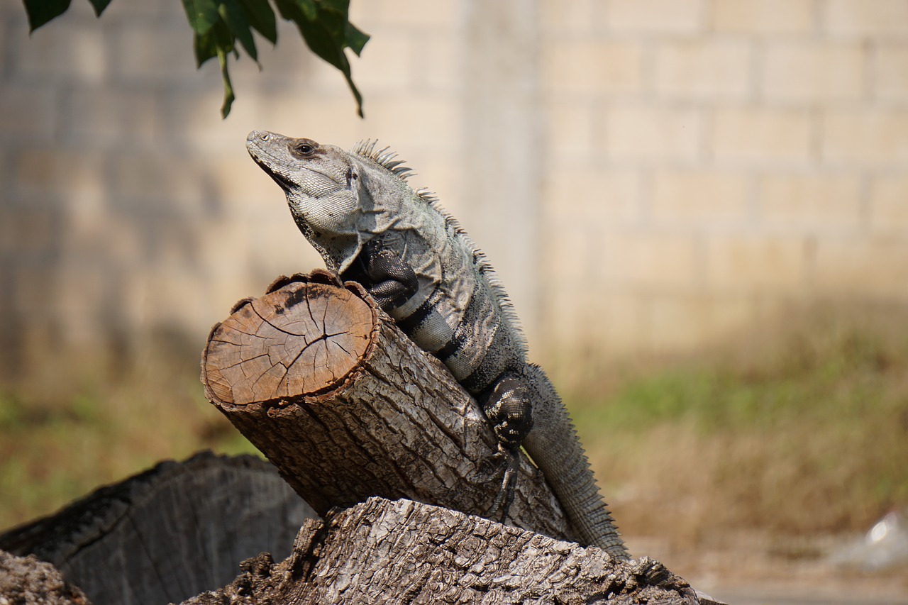 iguana animal fauna free photo