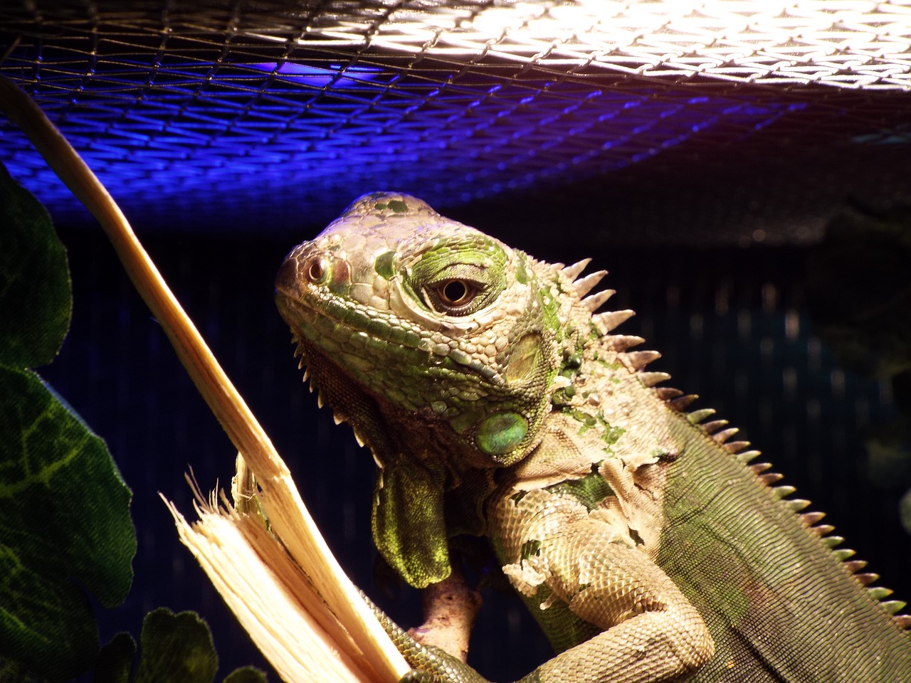 iguana reptile captivity free photo