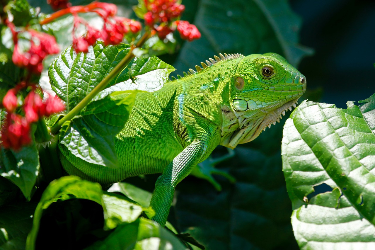 iguana reptile animals free photo