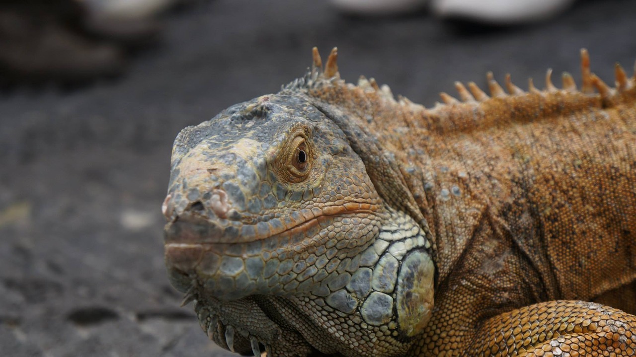 iguana lizard reptile free photo