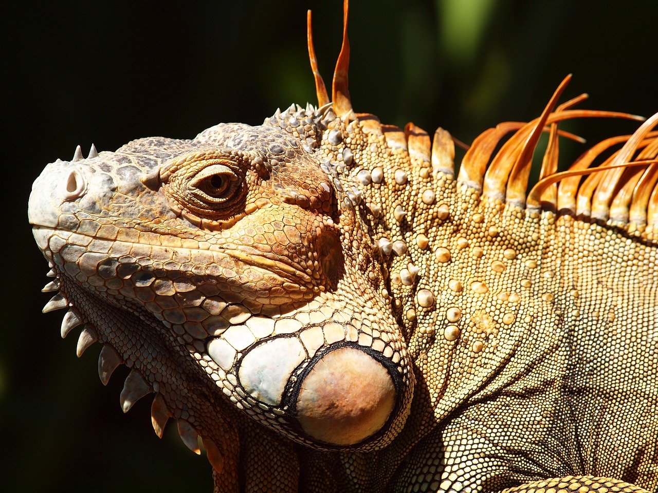 iguana costa rica reptile free photo