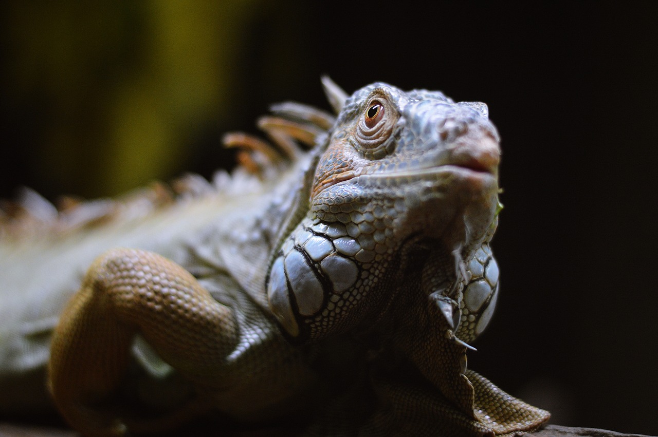 iguana animal reptile free photo