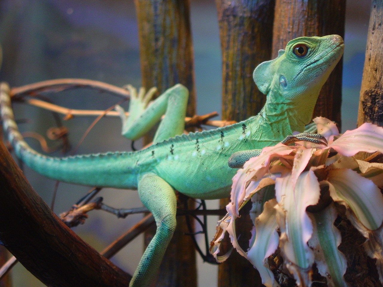 iguana animals lizard free photo