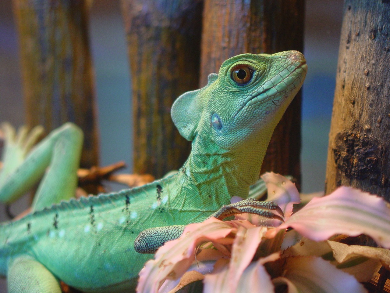 iguana lizard animals free photo