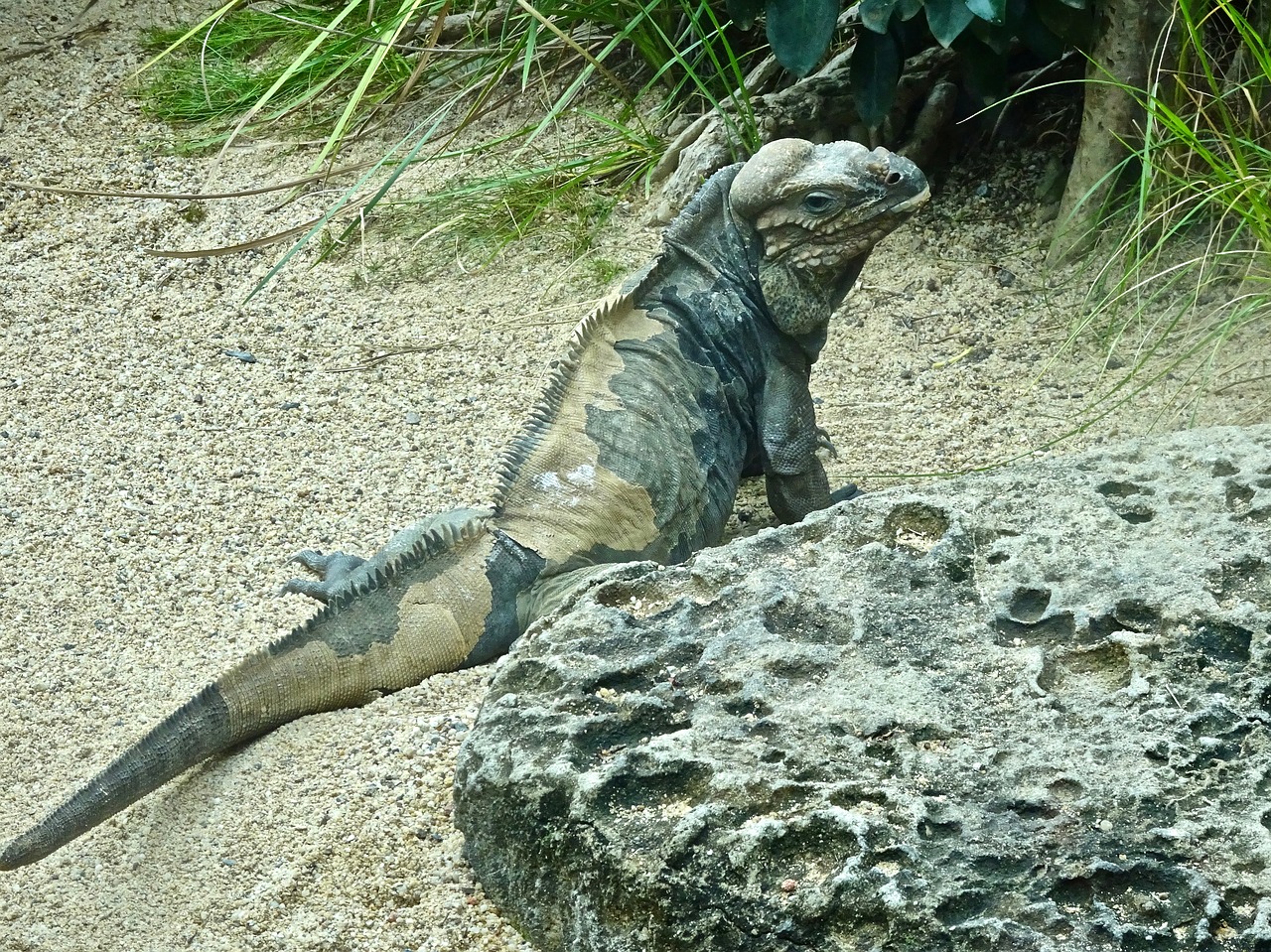 iguana lizard reptile free photo