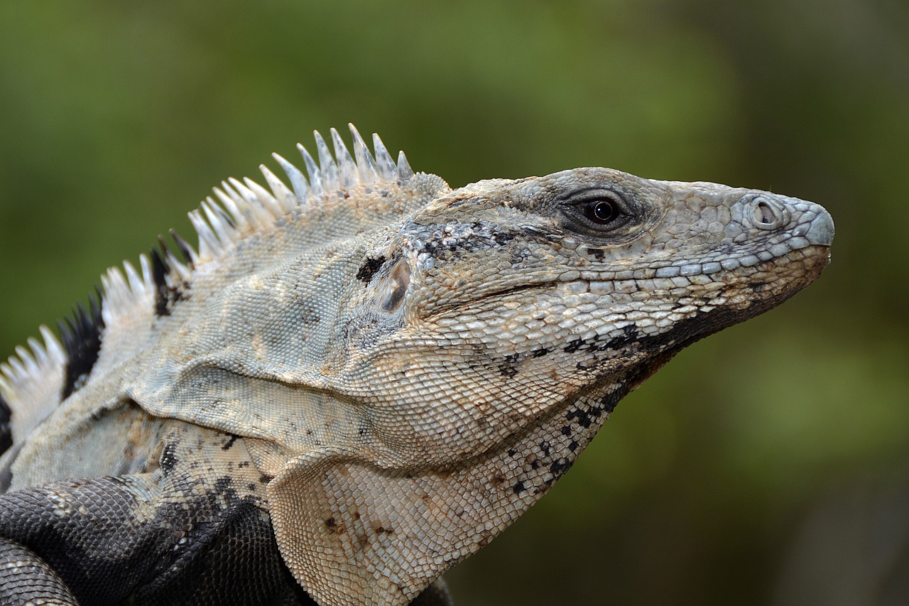 iguana lizard reptile free photo