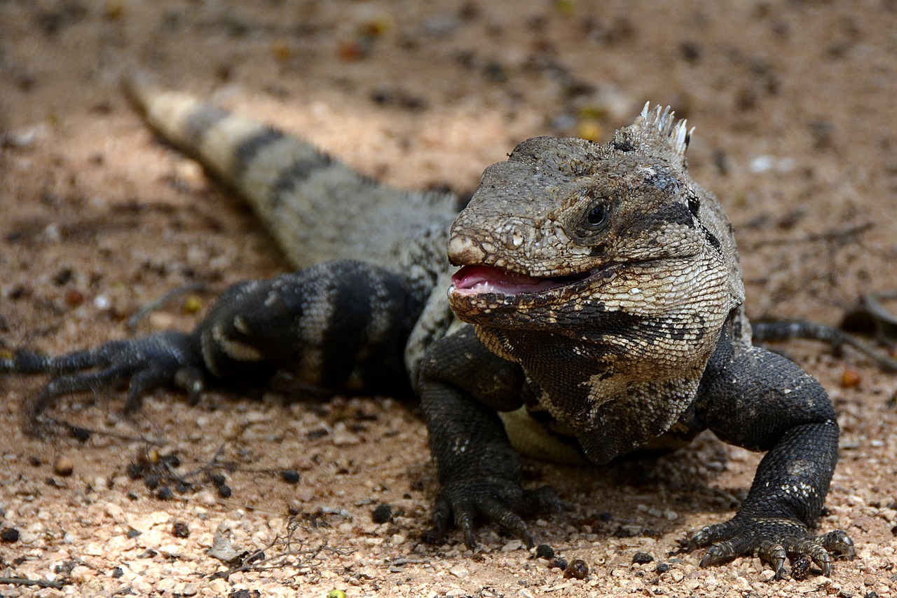 iguana lizard reptile free photo