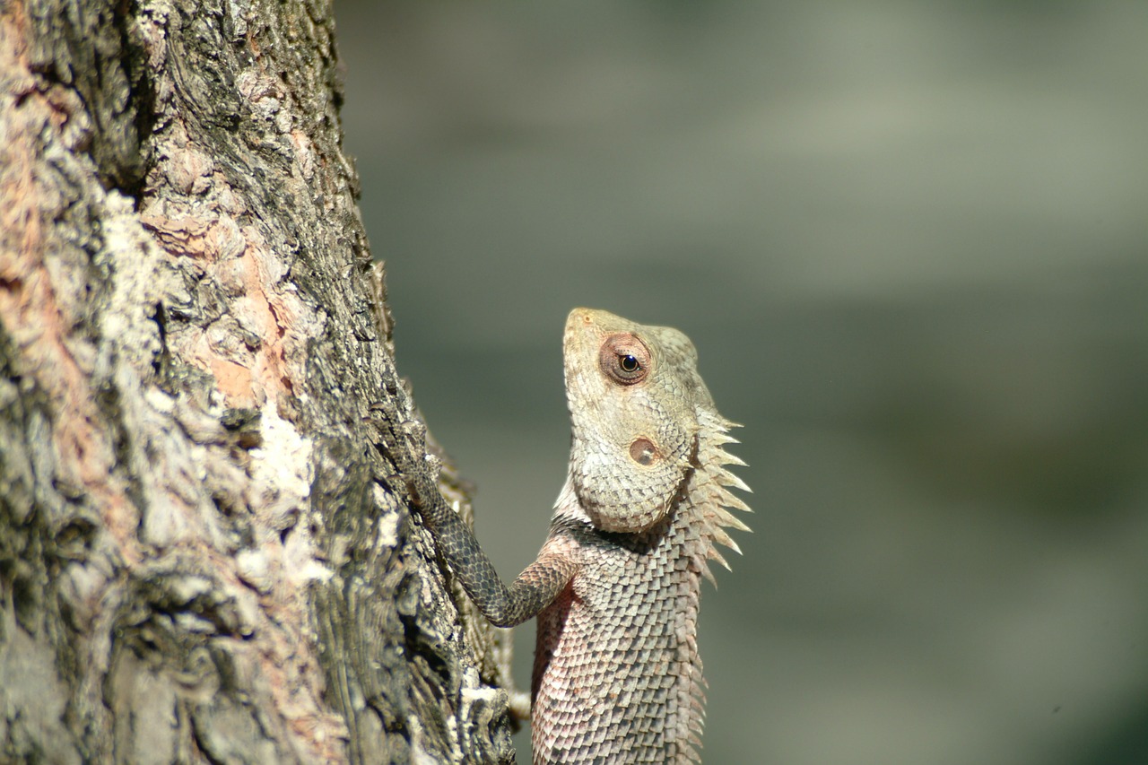 iguana lizard maldives free photo
