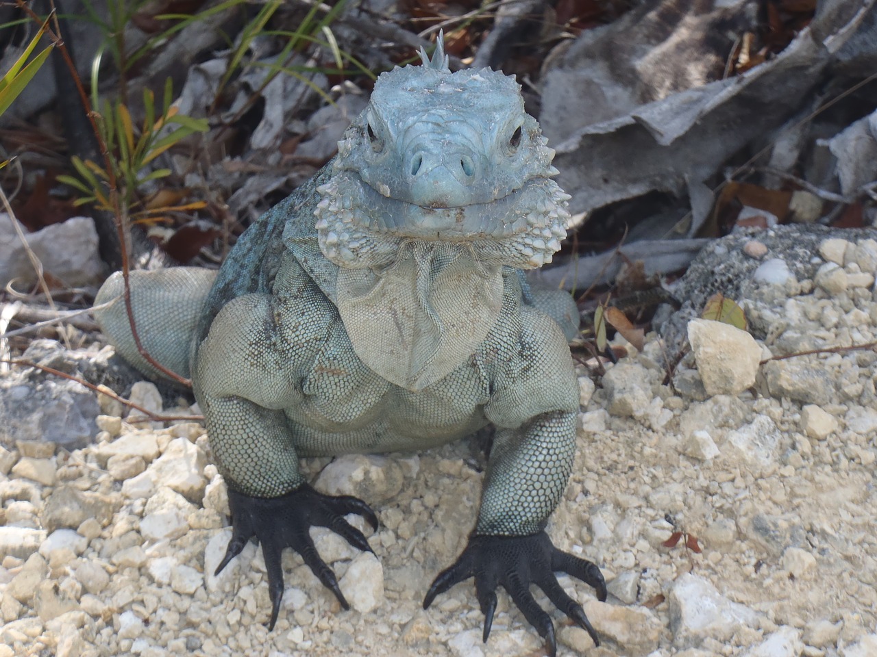 iguana blue grand cayman free photo