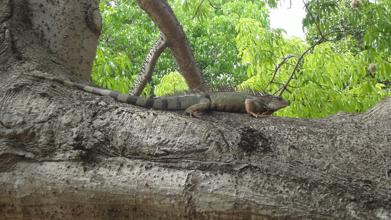 iguana tree nature free photo